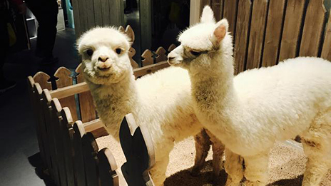 家居賣場開動物樂園，羊駝、土撥鼠等600只動物齊聚